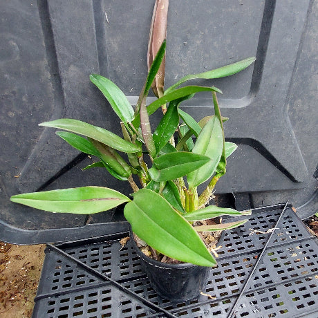 A small potted green plant with long narrow leaves in a black nursery pot, placed on a black plastic greenhouse tray.