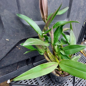A potted orchid plant with long green leaves in a small black nursery pot, placed on a black plastic tray in a greenhouse or nursery setting.