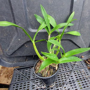 A small potted green plant with long narrow leaves sits on a black plastic nursery tray or crate outdoors.