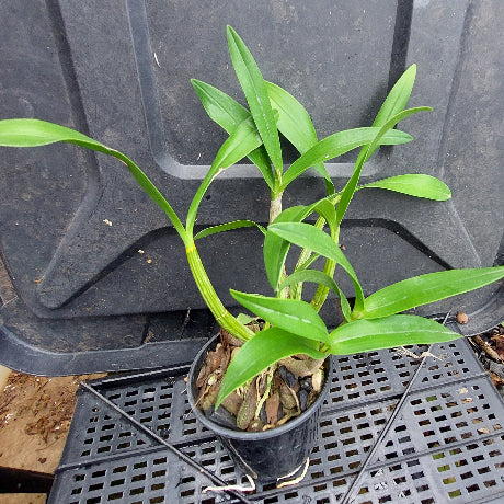 A small potted green plant with long narrow leaves sits on a black plastic nursery tray or crate outdoors.