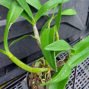 A green orchid plant with long, slender leaves growing in a black plastic nursery tray, with other pots and garden debris visible in the background.