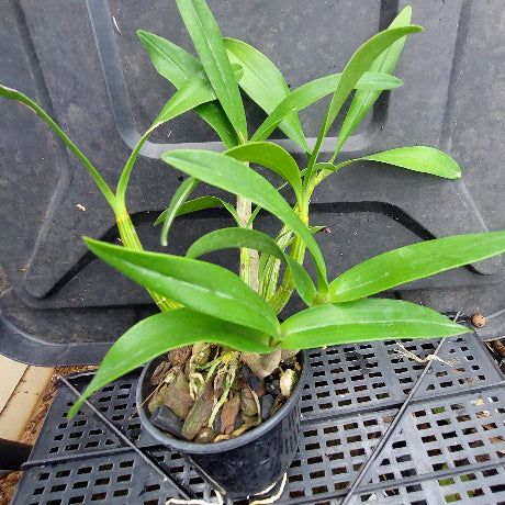 A green potted plant with long, narrow leaves growing in a small black plastic pot, placed on a black plastic crate outdoors.