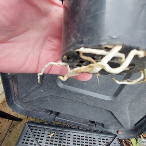 A close-up of a hand holding the bottom of a black plastic nursery pot, showing exposed white roots growing out of the drainage holes, with a black plastic crate in the background.