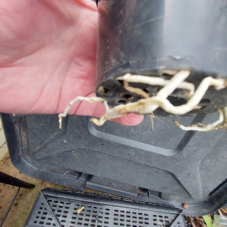 A close-up of a hand holding the bottom of a black plastic nursery pot, showing exposed white roots growing out of the drainage holes, with a black plastic crate in the background.