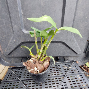 A small potted Dendrobium orchid plant with green leaves and stems, growing in a black plastic pot filled with bark and peat, placed on a black plastic nursery tray.
