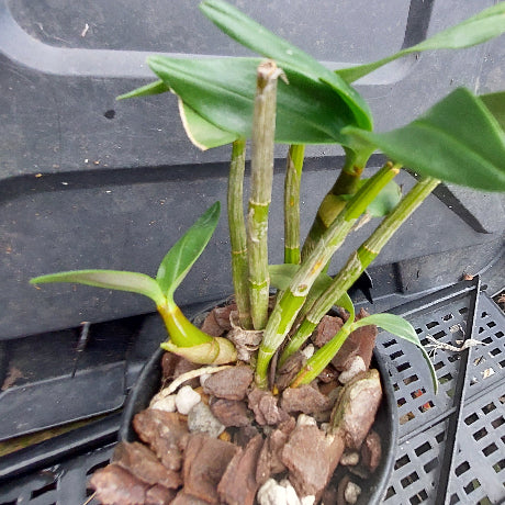 A close-up of a live Dendrobium orchid plant with green leaves and stems growing in a small black plastic pot filled with bark and pebbles, placed on a black nursery tray.