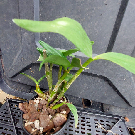 A small green plant with long leaves growing in a black plastic nursery pot filled with bark and small stones, placed on a black plastic tray.