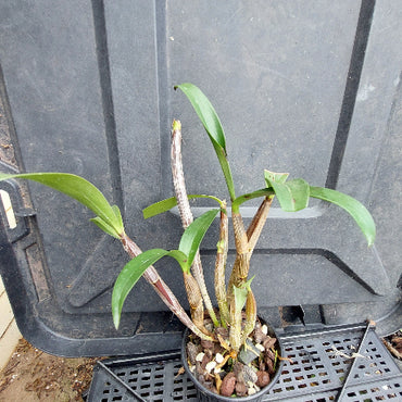 A potted orchid plant with green leaves and brown pseudobulbs in a small black plastic nursery pot, placed on top of a black plastic tray.