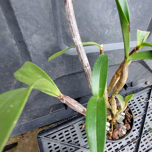 A close-up of a green orchid plant with long leaves and a brown stem, growing in a small black nursery pot on a black plastic tray.