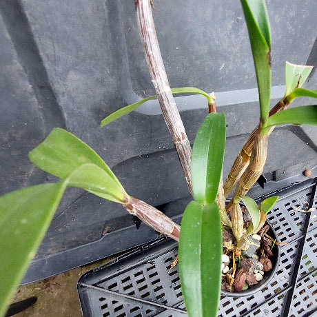 A close-up of a green orchid plant with long leaves and a brown stem, growing in a small black nursery pot on a black plastic tray.