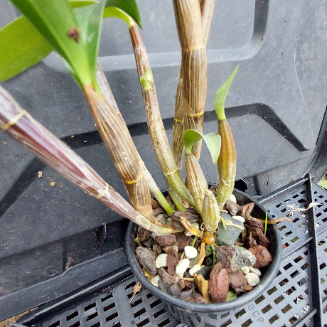 A potted Dendrobium orchid plant with striped brown and green pseudobulbs and green leaves, growing in a black plastic nursery pot filled with bark and small white stones, placed on a black plastic crate.