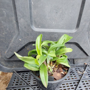 A small potted green plant with broad, light green leaves in a black nursery pot, placed on a black plastic crate outdoors.