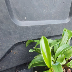 A small green leafy plant in a black nursery pot resting on a black plastic tray.