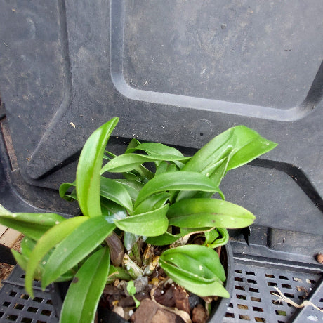 A small green leafy plant growing in a black plastic nursery tray, photographed from above on a black tray surface.