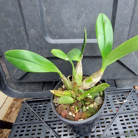 A potted orchid plant with long green leaves growing in a small black plastic pot filled with bark and stones, placed on a black plastic shelf outdoors.