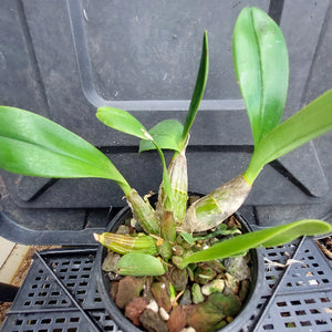 A potted orchid plant with green leaves and a brown pseudobulb, shown in a black plastic nursery pot on a black plastic crate.