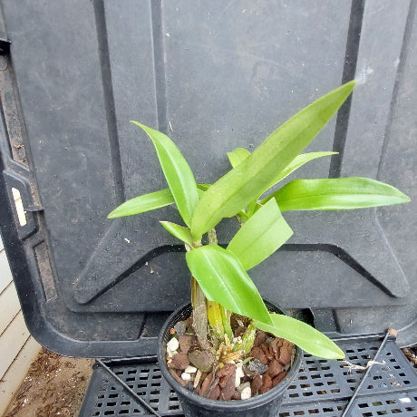 A small green leafy plant in a black plastic nursery pot filled with bark and small stones, placed on top of a black plastic tray outdoors.