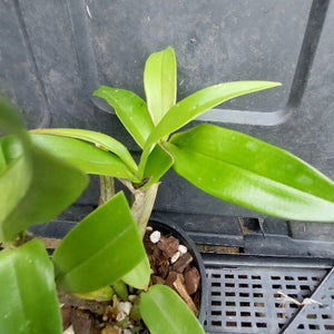 A close-up of a green leafy plant sprig growing in a black plastic nursery pot filled with bark and small white stones, set against a dark gray plastic tray.