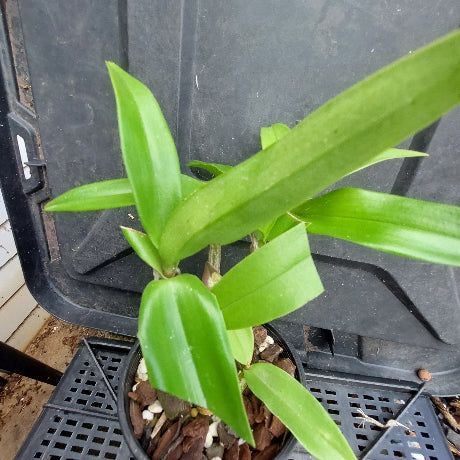 A green leafy plant growing in a black plastic nursery tray, shown from above on a black plastic table with another pot visible at the side.
