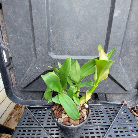 A small potted green plant with broad leaves in a black nursery pot, placed on a black plastic tray.