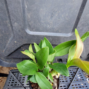 A small potted green plant with broad oval leaves, photographed from above on a black plastic nursery tray next to a black plastic crate.