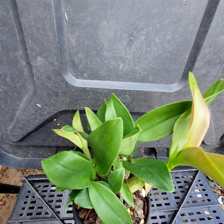 A small potted green plant with broad oval leaves, photographed from above on a black plastic nursery tray next to a black plastic crate.