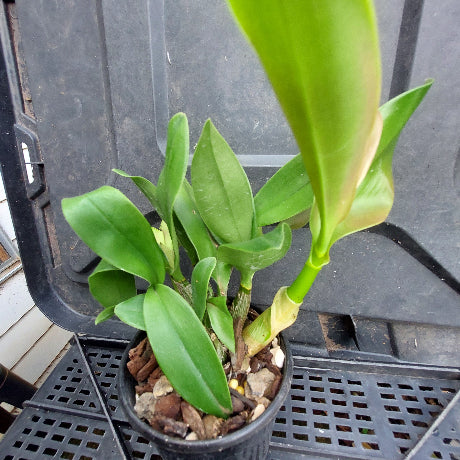 A green leafy plant in a small black plastic pot filled with bark, photographed from above on a black plastic tray.