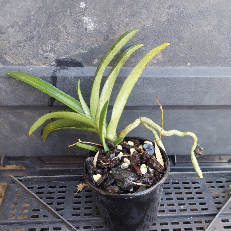 A potted orchid plant with long green leaves and a curved light green rhizome, growing in a black plastic pot filled with bark, bark chips, and small white stones, placed on a black metal grid shelf against a dark gray background.