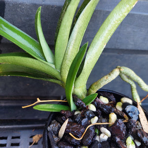 A close-up of a green orchid plant with long, narrow leaves and a trailing brown rhizome, growing in a black plastic pot filled with dark bark and small white stones.