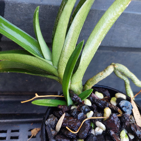 A close-up of a green orchid plant with long, narrow leaves and a trailing brown rhizome, growing in a black plastic pot filled with dark bark and small white stones.
