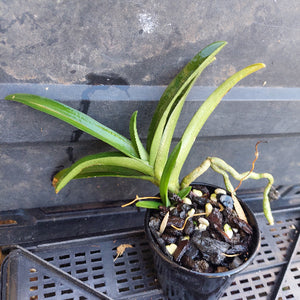 A green leafy plant growing in a small black nursery pot filled with dark bark and light seeds, placed on a black plastic crate over a gray surface.