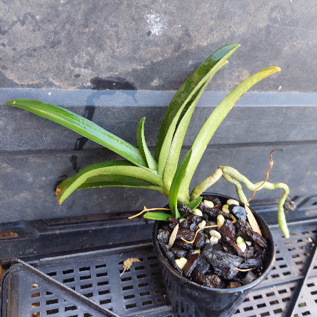 A green leafy plant growing in a small black nursery pot filled with dark bark and light seeds, placed on a black plastic crate over a gray surface.