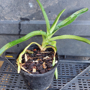 A green leafy plant in a black plastic nursery pot filled with bark, photographed from above on a dark metal grid surface.