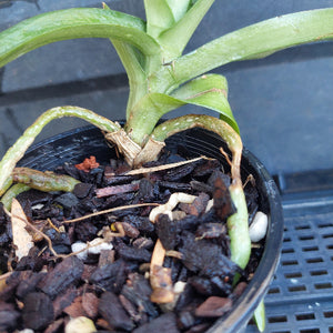 A close-up of a green leafy plant growing in a black plastic nursery pot filled with dark bark mulch and small white stones, photographed outdoors against a dark tiled surface.