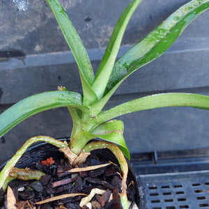 A close-up of a green leafy plant growing in a black plastic nursery pot filled with bark and small organic pieces, photographed on a dark gray surface.
