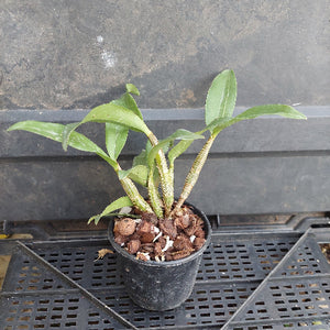 A small potted green plant with several leaves and multiple stems emerging from a black plastic nursery pot filled with bark and small white stones, placed on a black plastic crate over a dark surface.