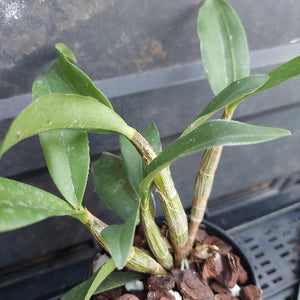 A close-up of a green Dendrobium orchid plant with multiple leaves and rhizomes, growing in a black plastic pot filled with bark and white growing medium.
