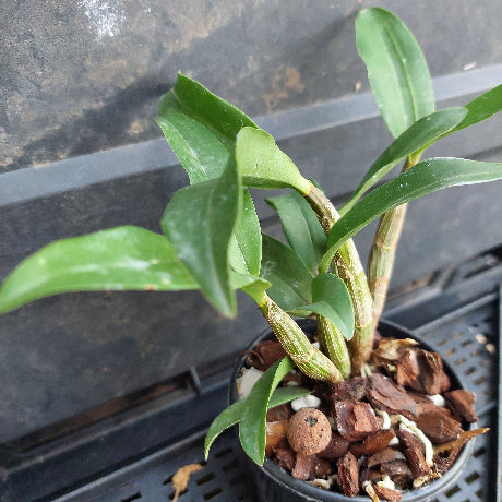 A live orchid plant with green leaves and stems, potted in a black plastic nursery tray filled with bark and perlite.