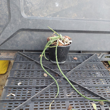A small potted green plant in a black nursery pot sitting on a black plastic perforated tray.