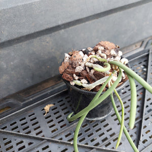 A small potted green plant with long slender leaves growing in a black plastic nursery pot filled with bark, white perlite, and small stones, photographed on a black plastic nursery tray.