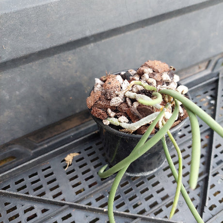 A small potted green plant with long slender leaves growing in a black plastic nursery pot filled with bark, white perlite, and small stones, photographed on a black plastic nursery tray.