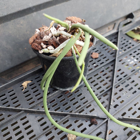 A small potted green plant with long slender leaves in a black nursery pot, placed on a black plastic tray.