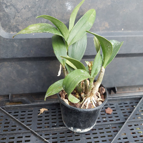 A small potted green plant with long oval leaves in a black plastic nursery pot, placed on a black plastic tray.