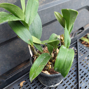 A small potted orchid plant with broad green leaves in a black nursery pot, photographed on a black plastic crate.
