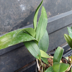 Green orchid leaves growing in a black plastic starter pot on a dark gray plastic tray.