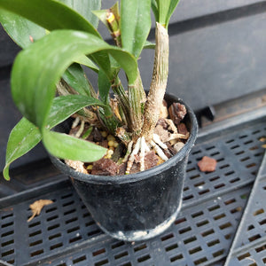 A potted orchid plant with green leaves and a brown stem, shown in a black plastic nursery pot on a black plastic greenhouse rack.
