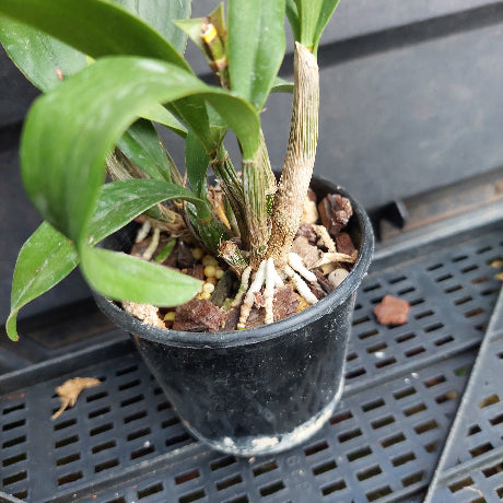 A potted orchid plant with green leaves and a brown stem, shown in a black plastic nursery pot on a black plastic greenhouse rack.