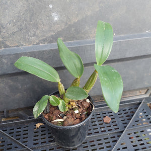 A small potted orchid plant with broad green leaves in a black plastic nursery pot filled with bark, placed on a black plastic tray against a dark gray wall.