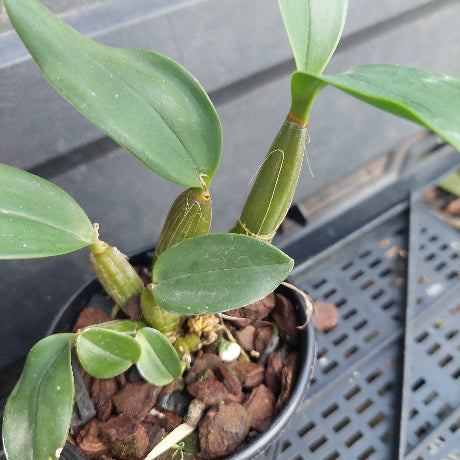 A close-up of a green orchid plant in a black plastic pot filled with bark, photographed on a dark plastic nursery tray.
