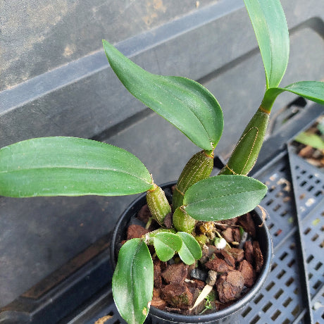 Dendrobium Brimbank Sunset x Den. speciosum Advanced Orchid Seedling 80mm